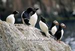 hs011945-01.jpg
Seabirds in Drangey, island in Skagafjördur