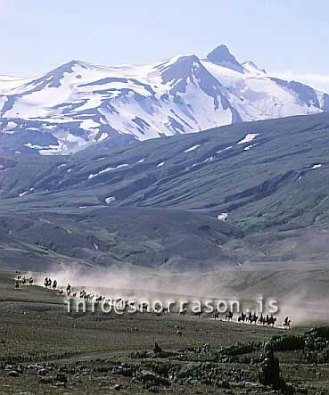 hs008748-01.jpg
horceriding in south highland, Tindfjallajökull
glacier in background