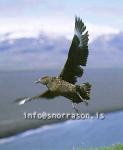 hs008534-01.jpg
Artic Skua taking off from Ingólfdhöfdi 
SE - Iceland