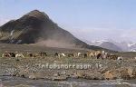 hs008290-01.jpg
Horses in south highland, river Emstrur in foreground