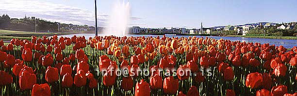 hs008185-01.jpg
From the pond in Reykjavik