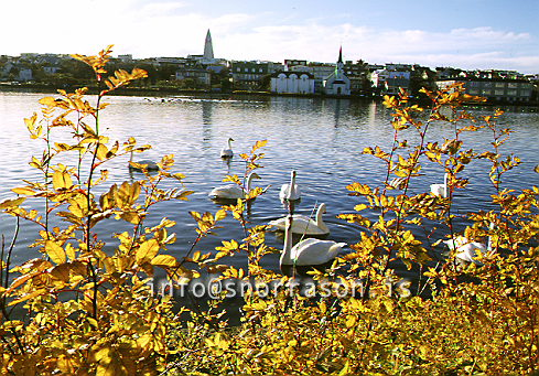 hs007009.jpg
The pond in Reykjavik