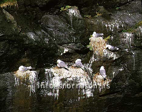 hs006138-01.jpg
Kittiwake nesting in Arnarstapi cliffs, in Snaefellsnes
west Iceland