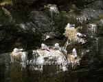 hs006138-01.jpg
Kittiwake nesting in Arnarstapi cliffs, in Snaefellsnes
west Iceland