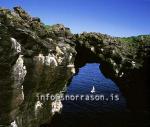 hs006137-01.jpg
Kittiwake nesting in Arnarstapi cliffs, in Snaefellsnes
west Iceland