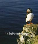 hs001164-01.jpg
Puffin