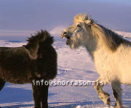 hs012136-01.jpg
" Vinir" í  Mývatnssveit, " friends" in Mývantssveit, hestar í hestar í vetrarbúningi