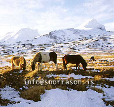 hs007290-01.jpg
Borgarfjördur Eystri