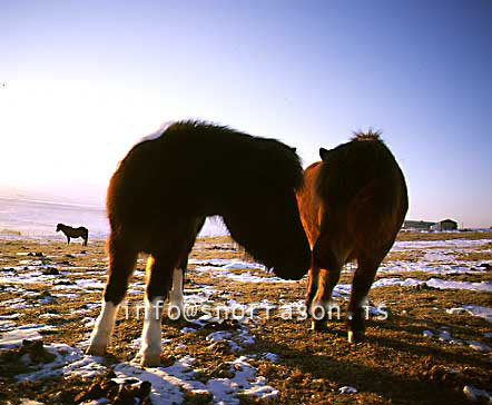 hs006268-01.jpg
vetur í Skagafirði