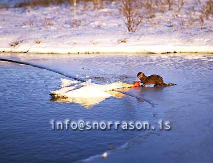 hs004725-01.jpg
Mink kills a Swan, Minkur drepur álft