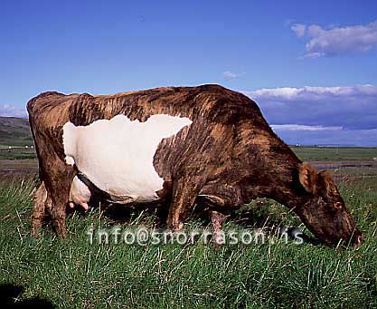 hs011178-01.jpg
Kýr, Cows