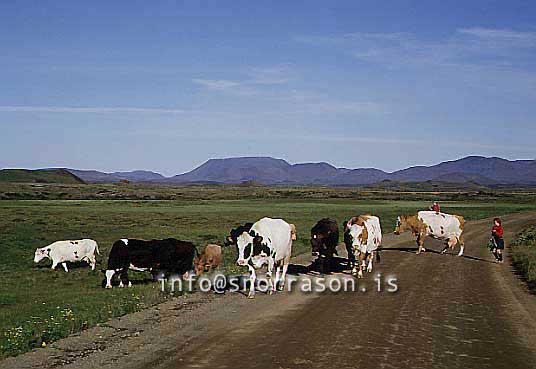 hs010070-01.jpg
Kýr, Cows