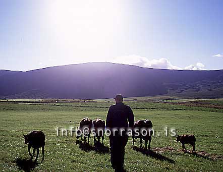 hs011176-01.jpg
farmer, Cows, bóndi, Kýr