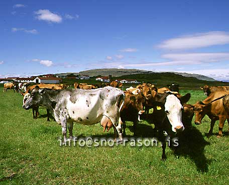 hs000612-01.jpg
Kýr, Cows, nautgripir