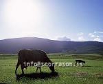 hs011183-01.jpg
Kýr, Cows, Calf