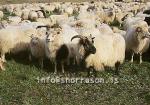 hs011400-01.jpg
Kindur, Sheep