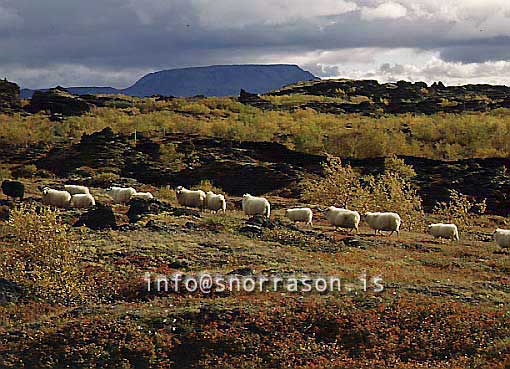 hs010087-01.jpg
kindur í Mývatnssveit, sheep