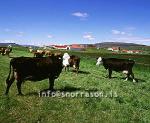 hs000615-01.jpg
Kýr, Cows