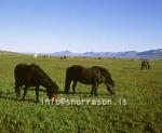 hs000852-01.jpg
Hestar, horses