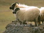 hs011594-01.jpg
Kindur, Sheep