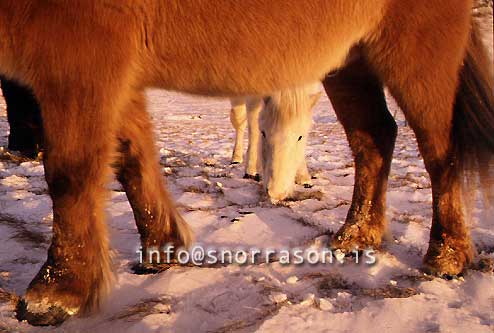 hs003644-01.jpg
Hestar, Horses