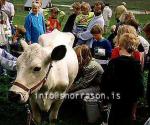 hs010055-01.jpg
Kýr, Cows