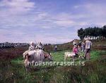 hs010058-01.jpg
Kýr, Cows