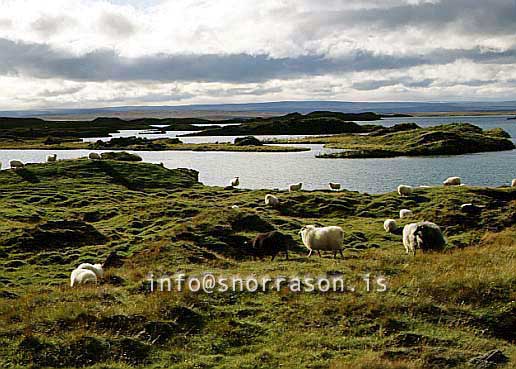 hs010080-01.jpg
Kindur, Sheep