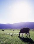 hs011174-01.jpg
Kýr, Cows