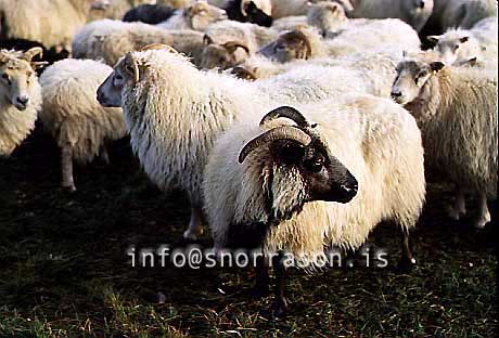 hs011399-01.jpg
Kindur, sheep