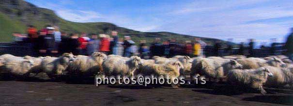 hs014450-01.jpg
kindur, sauðfé, réttir, sheep, sheep gathering