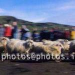 hs014450-01.jpg
kindur, sauðfé, réttir, sheep, sheep gathering