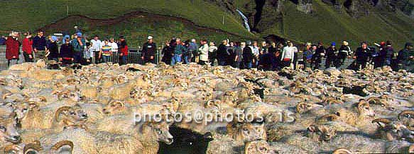 hs014435-01.jpg
kindur, sauðfé, réttir, sheep, sheep gathering