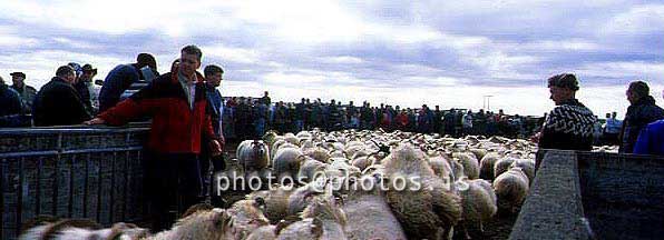 hs014432-01.jpg
kindur, sauðfé, réttir, sheep, sheep gathering