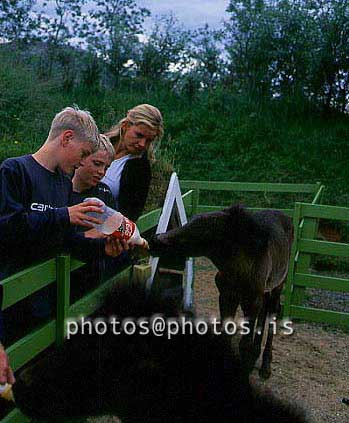 hs013795-01.jpg
folald, foal, dýragarður á Reykjum