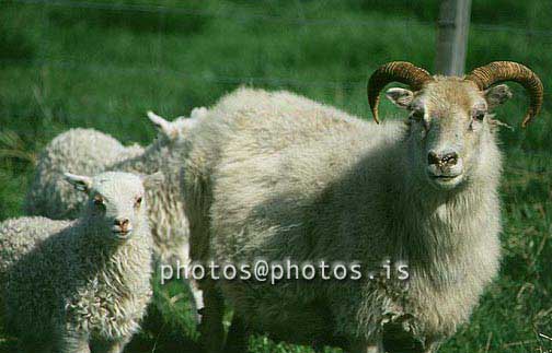 hs013328-01.jpg
kindur, Sauðfé, lamb, lömb, sheep