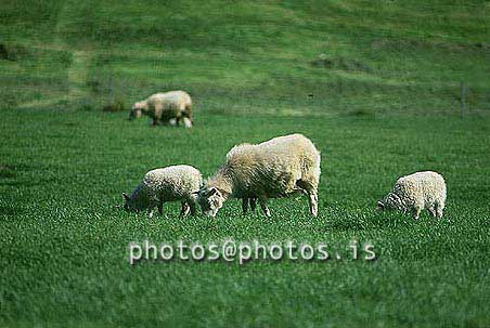 hs013326-01.jpg
kindur, Sauðfé, lamb, lömb, sheep