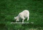 hs013317-01.jpg
kindur, Sauðfé, lamb, lömb, sheep