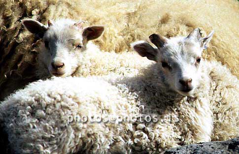 hs013300-01.jpg
kindur, Sauðfé, lamb, lömb, sheep