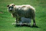 hs013298-01.jpg
kindur, Sauðfé, lamb, lömb, sheep