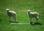 hs013294-01.jpg
kindur, Sauðfé, lamb, lömb, sheep