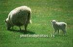 hs013292-01.jpg
kindur, Sauðfé, lamb, lömb, sheep