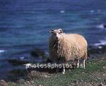 hs013214-01.jpg
kindur, Sauðfé, lamb, lömb, sheep