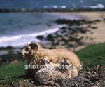 hs013200-01.jpg
kindur, Sauðfé, lamb, lömb, sheep