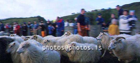 hs014428-01.jpg
kindur, sauðfé, réttir, sheep, sheep gathering