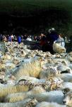 hs014388-01.jpg
kindur, sauðfé, réttir, sheep, sheep gathering