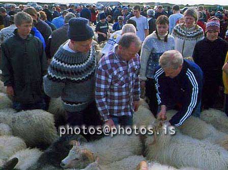 hs014406-01.jpg
kindur, sauðfé, réttir, sheep, sheep gathering