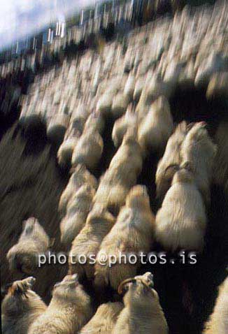 hs014404-01.jpg
kindur, sauðfé, réttir, sheep, sheep gathering