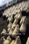 hs014404-01.jpg
kindur, sauðfé, réttir, sheep, sheep gathering