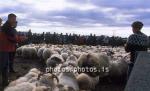 hs014402-01.jpg
kindur, sauðfé, réttir, sheep, sheep gathering